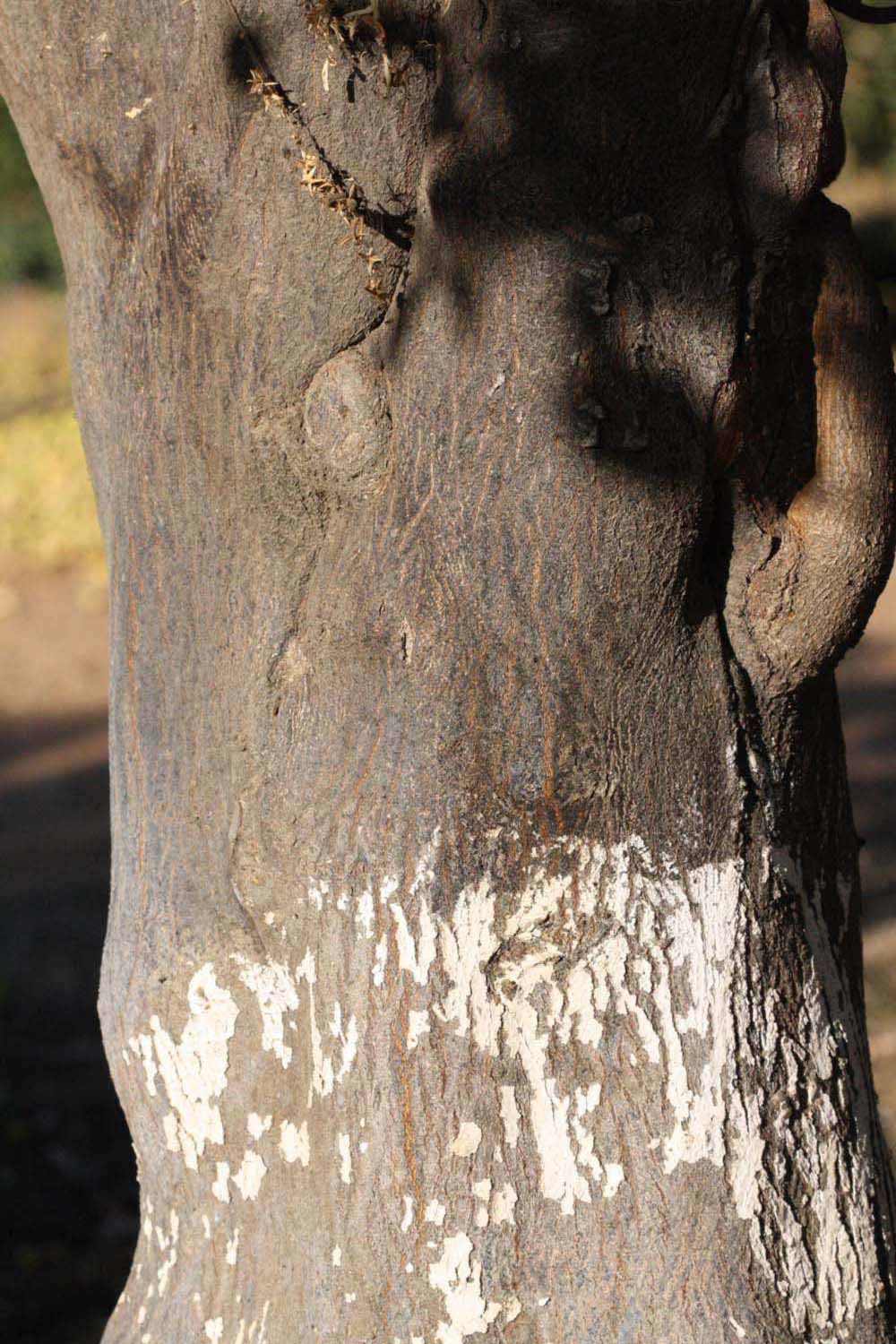            Bark (Riverside, CA)   